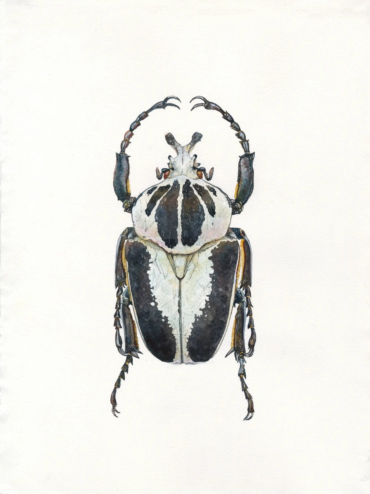 Detailed illustration of a beetle on a white background