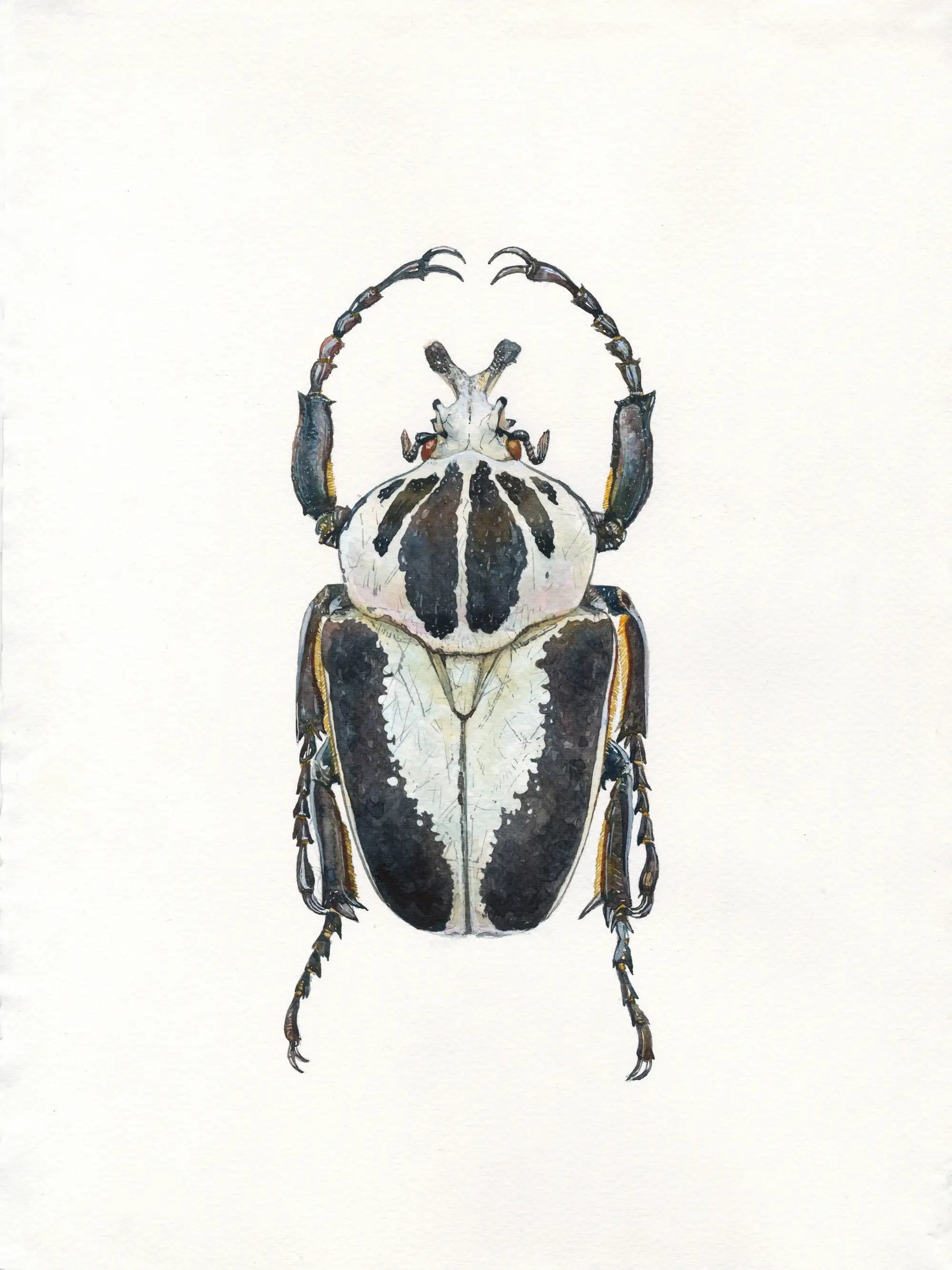 Detailed illustration of a beetle on a white background