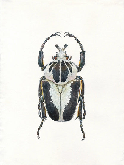 Detailed illustration of a beetle on a white background