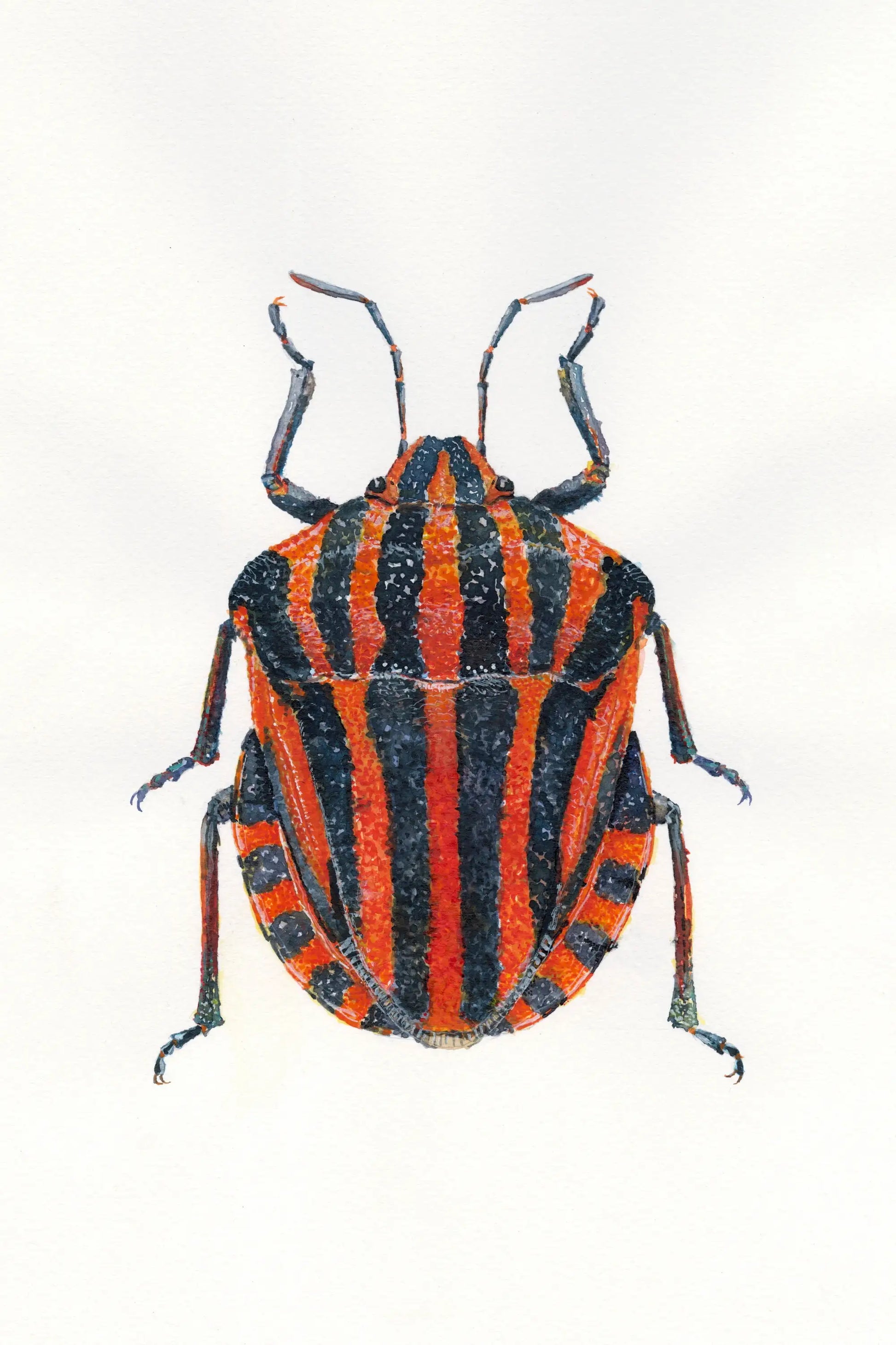 Striped insect on a white background