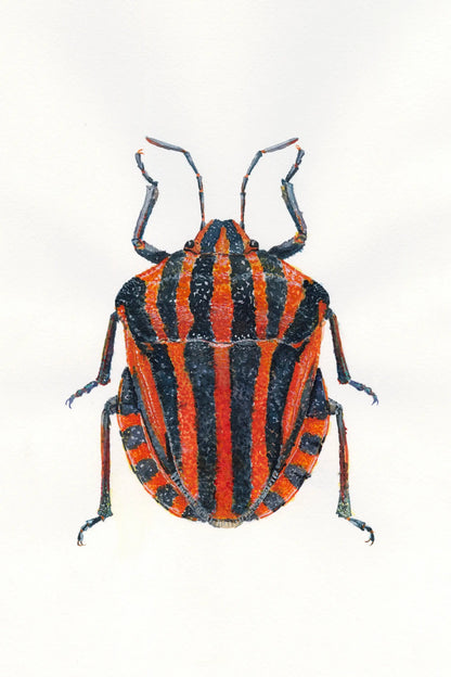 Striped insect on a white background