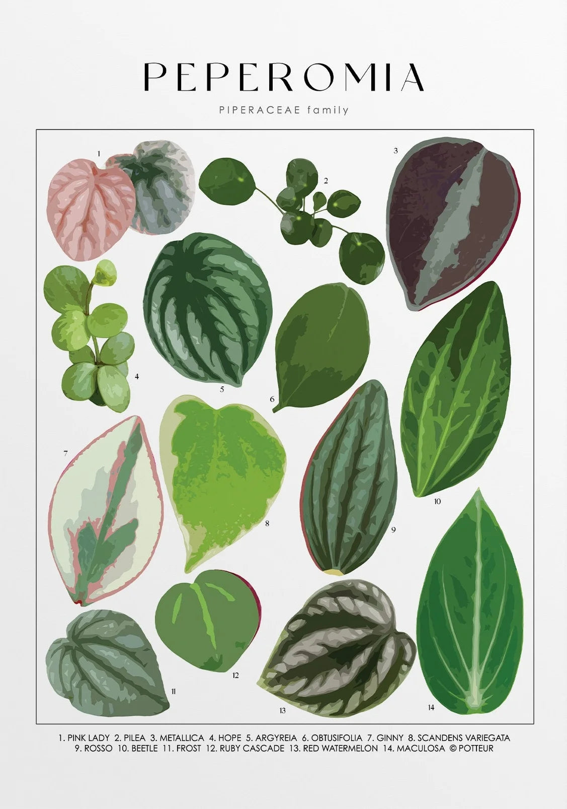 Illustration of various peperomia plant leaves with labels on a white background