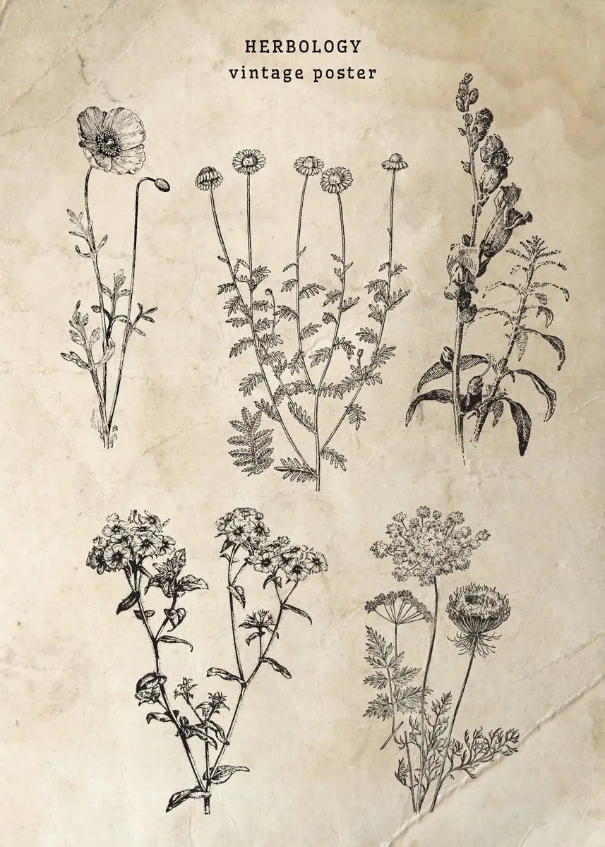 Vintage-style herbology poster with black line drawings of plants on a beige background.