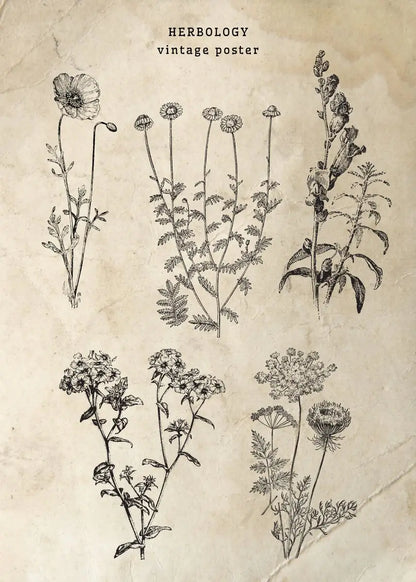 Vintage-style herbology poster with black line drawings of plants on a beige background.
