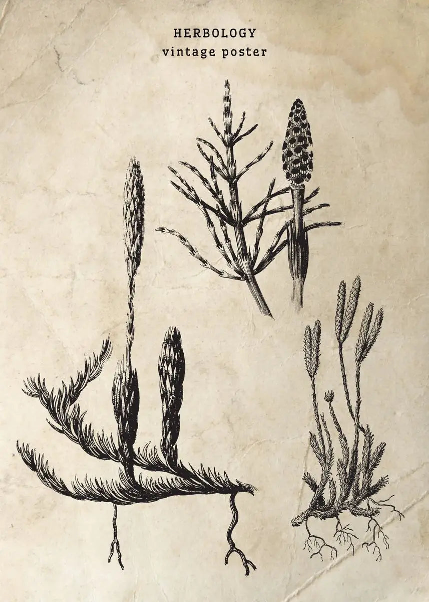 Vintage-style herbology poster with illustrations of plants on a textured beige background.