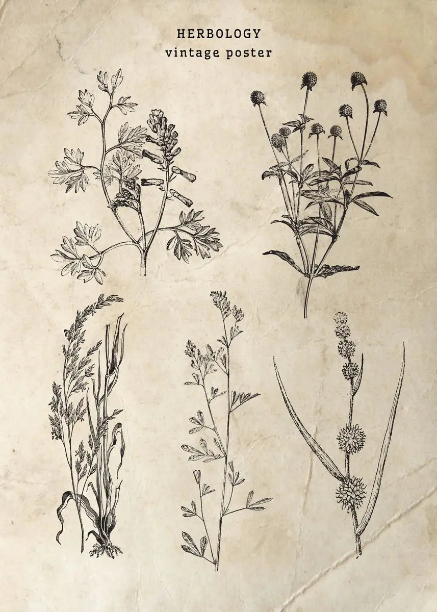 Vintage-style herbology poster with black line drawings of plants on a beige background.