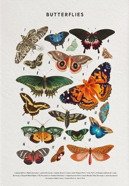 Nature Study Collection II - Canvas & Curio Canvas & Curio