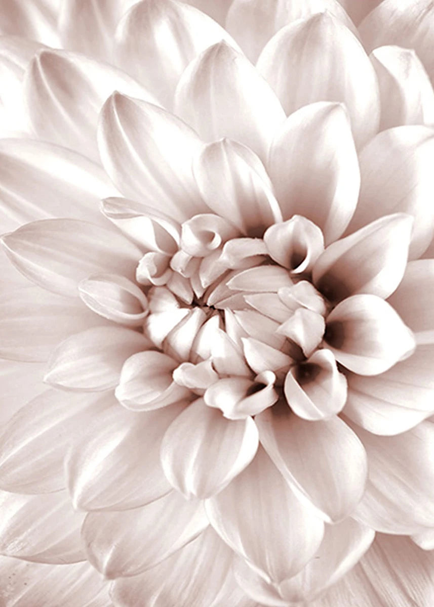 Close-up of a light pink flower with detailed petals.