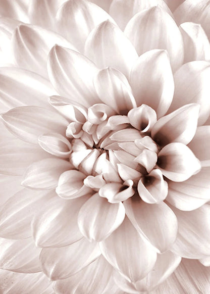 Close-up of a light pink flower with detailed petals.