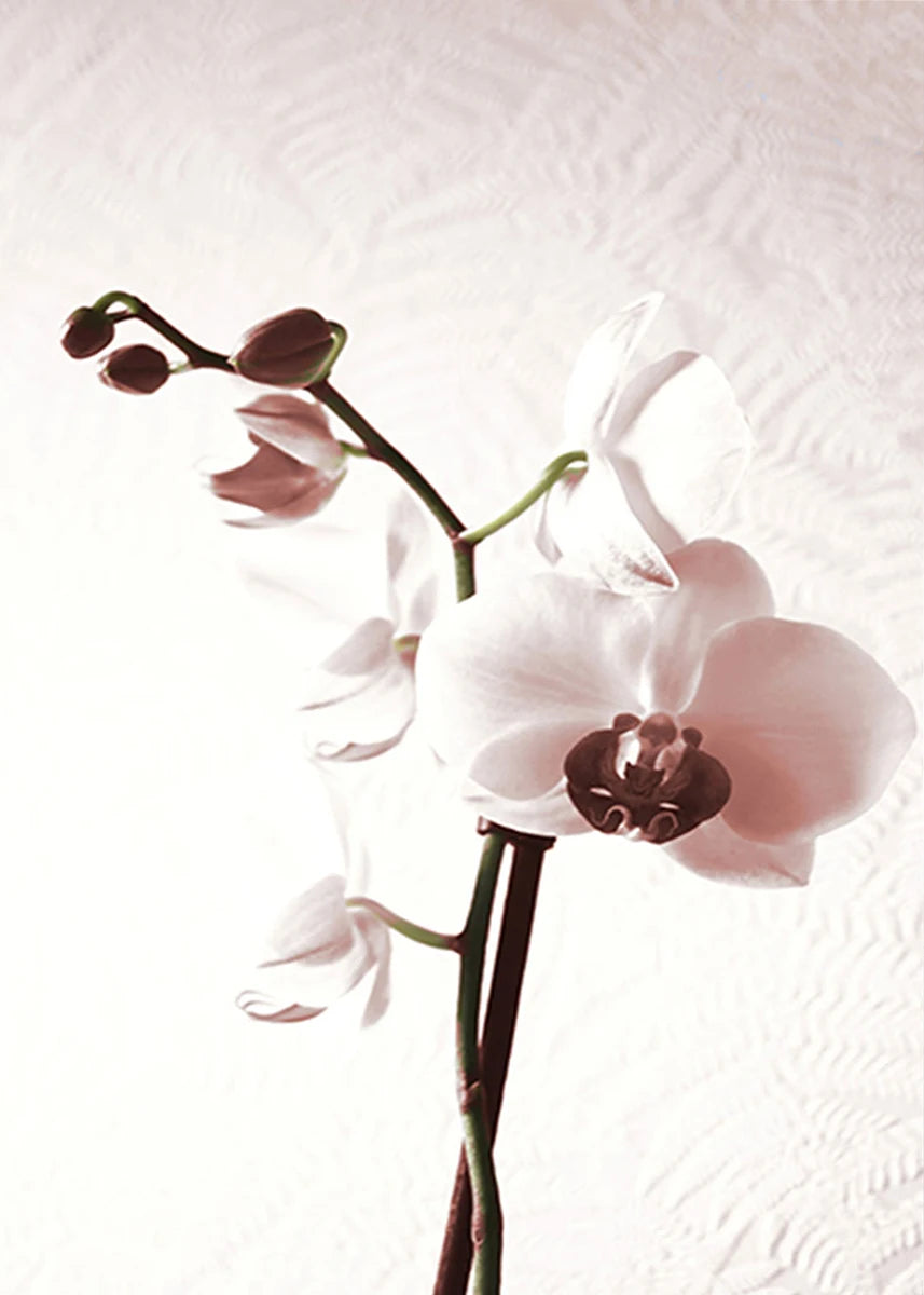 White orchid flowers on a textured white background