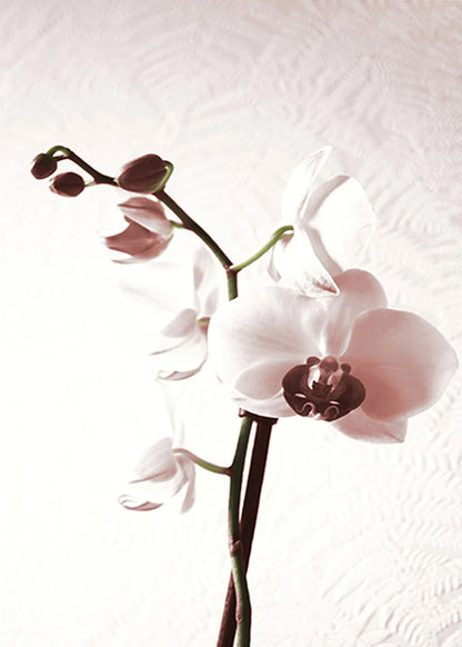 White orchid flowers on a textured white background