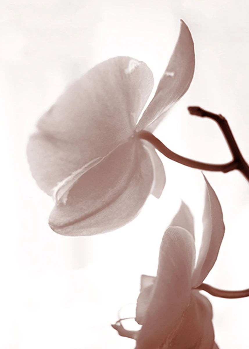 Close-up of a white orchid flower with a soft focus background