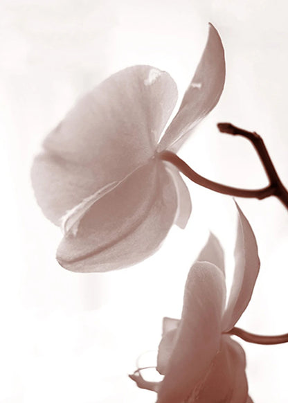 Close-up of a white orchid flower with a soft focus background