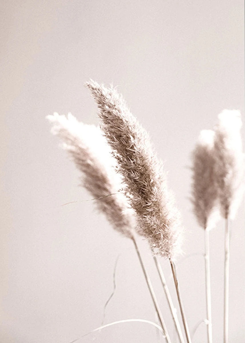 Dried pampas grass against a light background