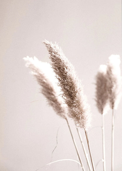Dried pampas grass against a light background