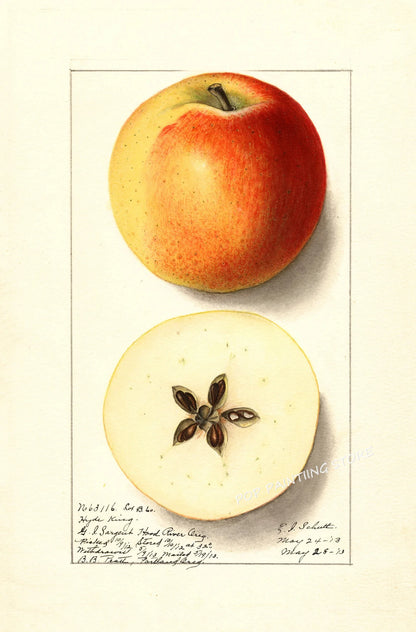 Retro Harvest Collection II - Canvas & Curio