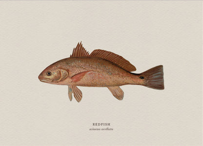 Illustration of a redfish on a beige background