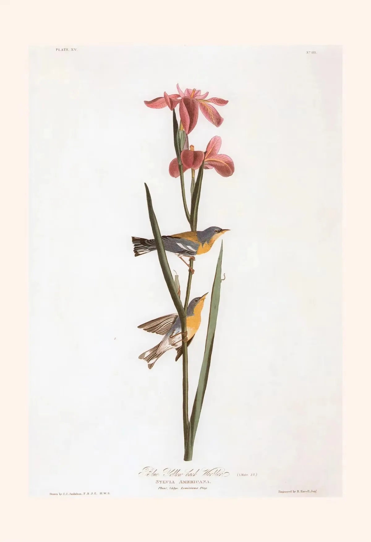 Illustration of birds perched on a branch with pink flowers on a white background