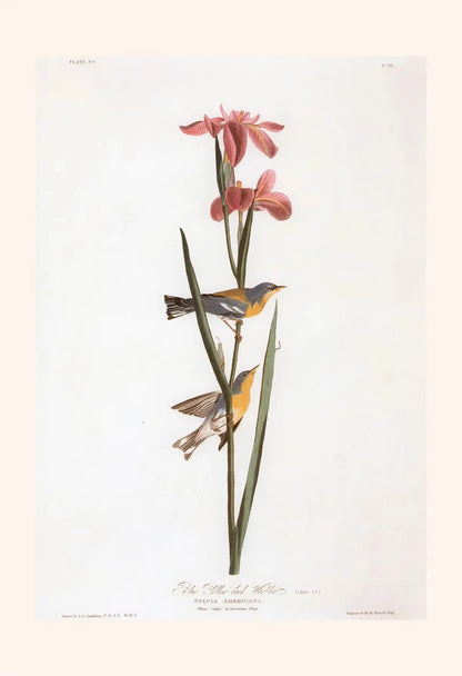 Illustration of birds perched on a branch with pink flowers on a white background