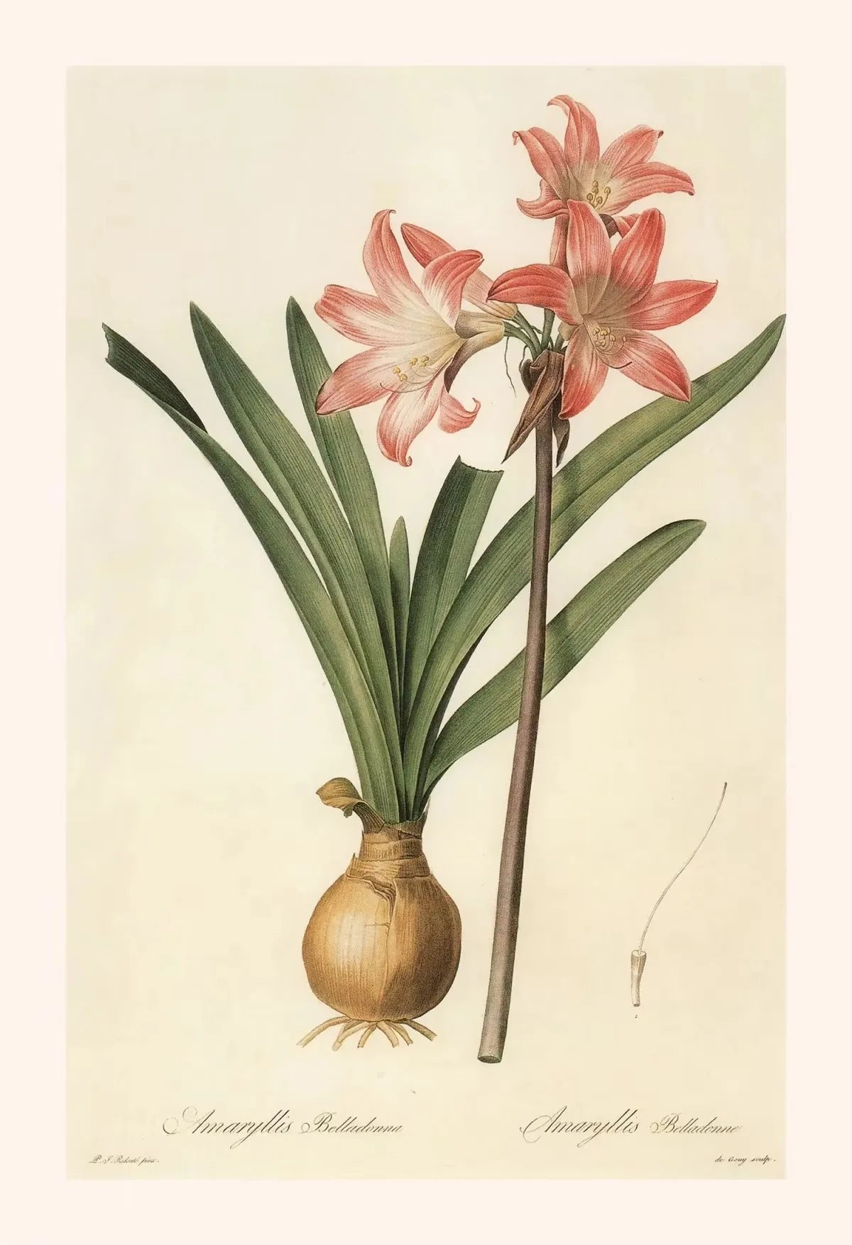 Botanical illustration of a flowering plant with green leaves and pink flowers on a beige background.