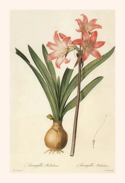 Botanical illustration of a flowering plant with green leaves and pink flowers on a beige background.