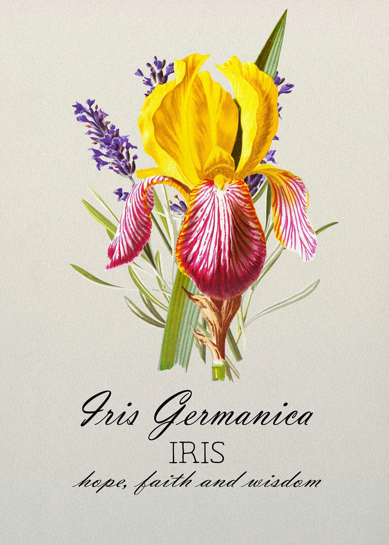 Illustration of a yellow and pink iris flower with text on a light background