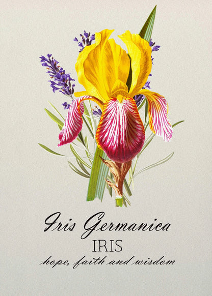 Illustration of a yellow and pink iris flower with text on a light background