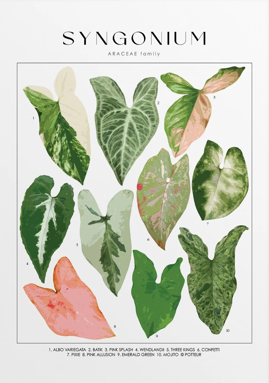 Illustration of Syngonium leaves with labels on a white background