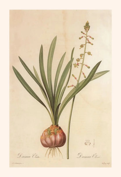 Botanical illustration of a plant with green leaves and a red bulb on a beige background.