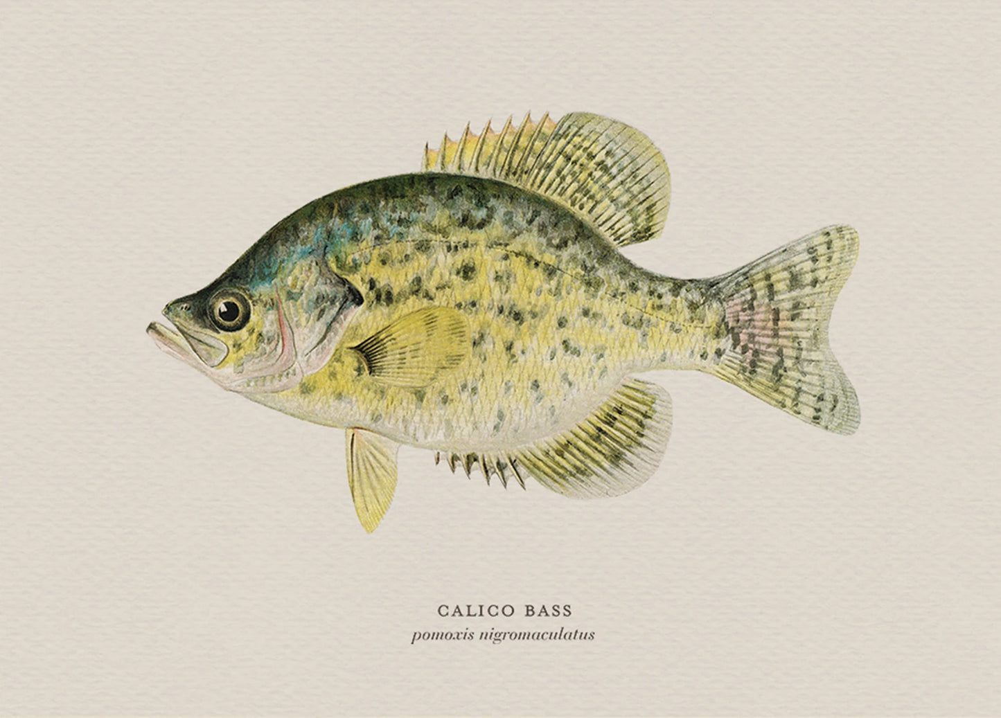 Illustration of a calico bass on a beige background