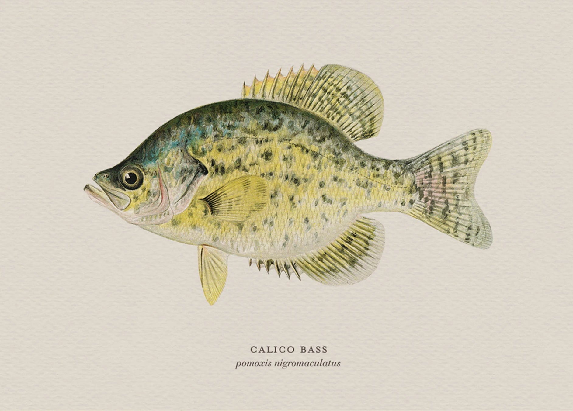 Illustration of a calico bass on a beige background