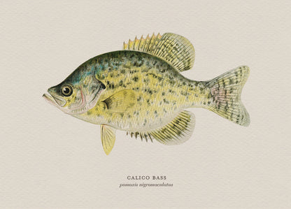 Illustration of a calico bass on a beige background