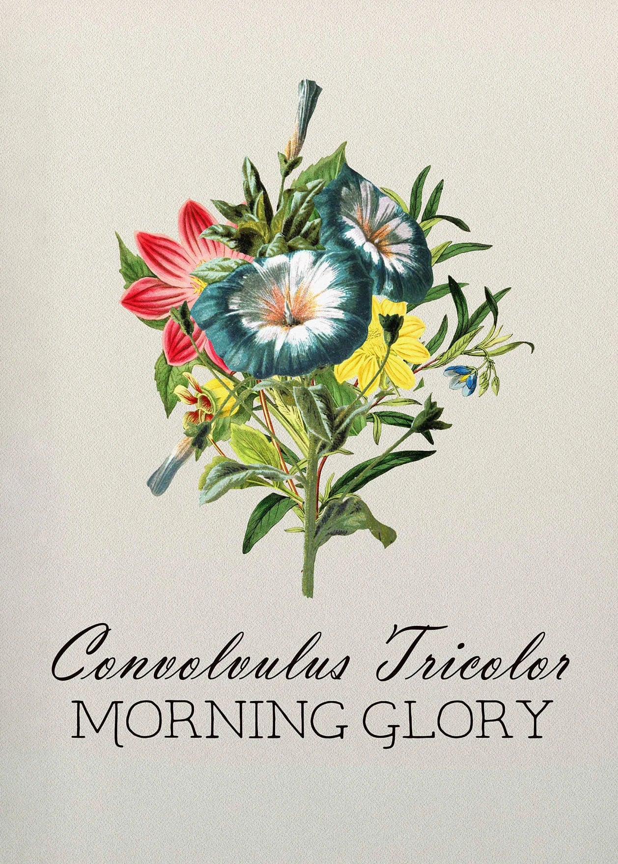 Illustration of Convolvulus Tricolor Morning Glory with text on a light background