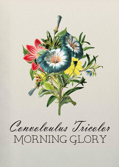 Illustration of Convolvulus Tricolor Morning Glory with text on a light background