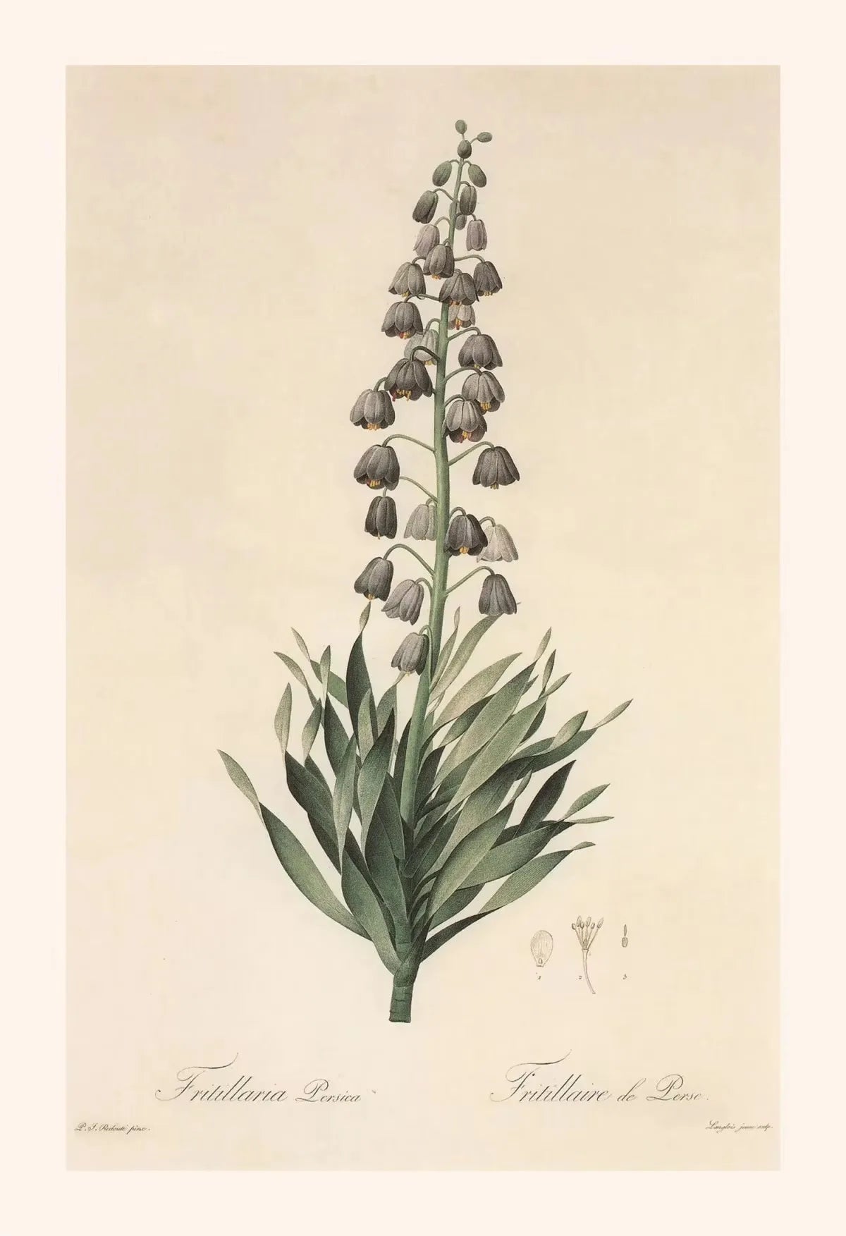 Botanical illustration of a plant with green leaves and brown flowers on a beige background