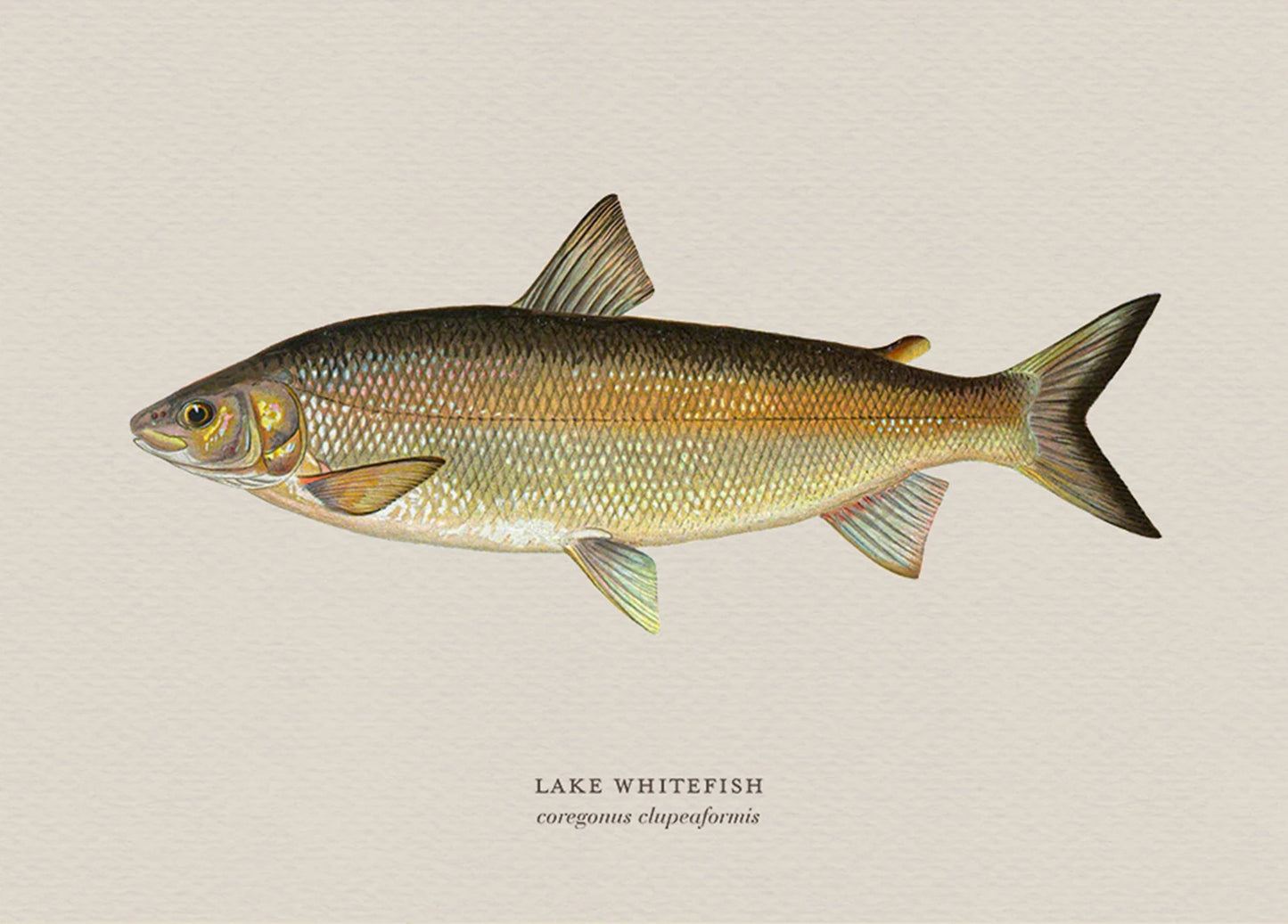 Illustration of a lake whitefish on a beige background