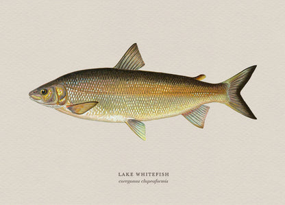 Illustration of a lake whitefish on a beige background