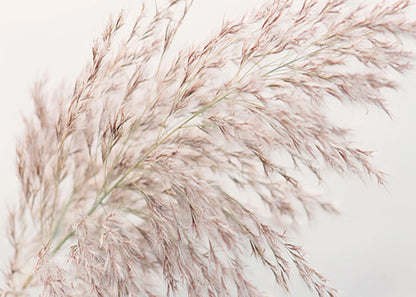 Close-up of pinkish-brown grasses against a light background