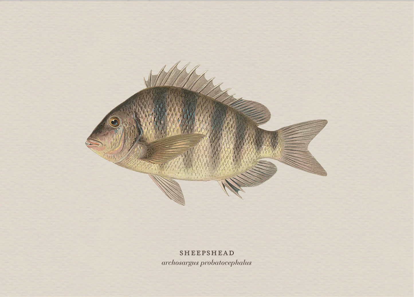 Illustration of a sheephead fish on a beige background