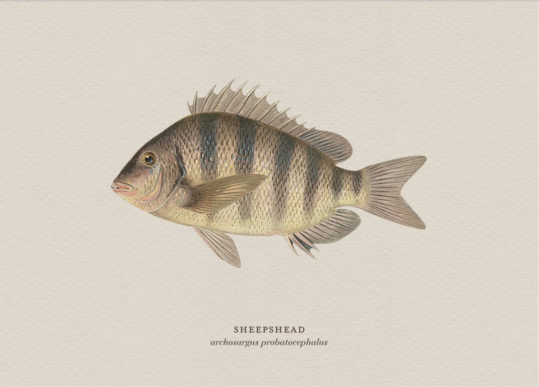 Illustration of a sheephead fish on a beige background