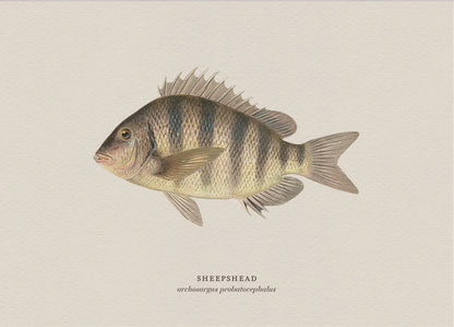 Illustration of a sheephead fish on a beige background