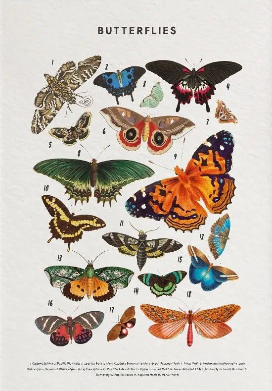 Illustration of various butterflies on a white background