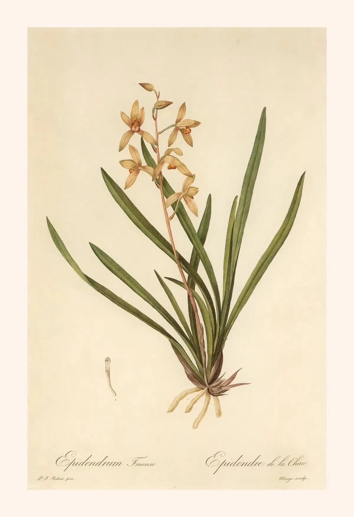 Botanical illustration of an orchid on a beige background