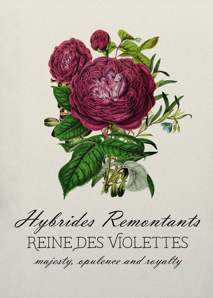 Decorative image of pink flowers with green leaves on a light background, featuring text about 'Hybrides Remontants REINE DES VIOLETTES'.