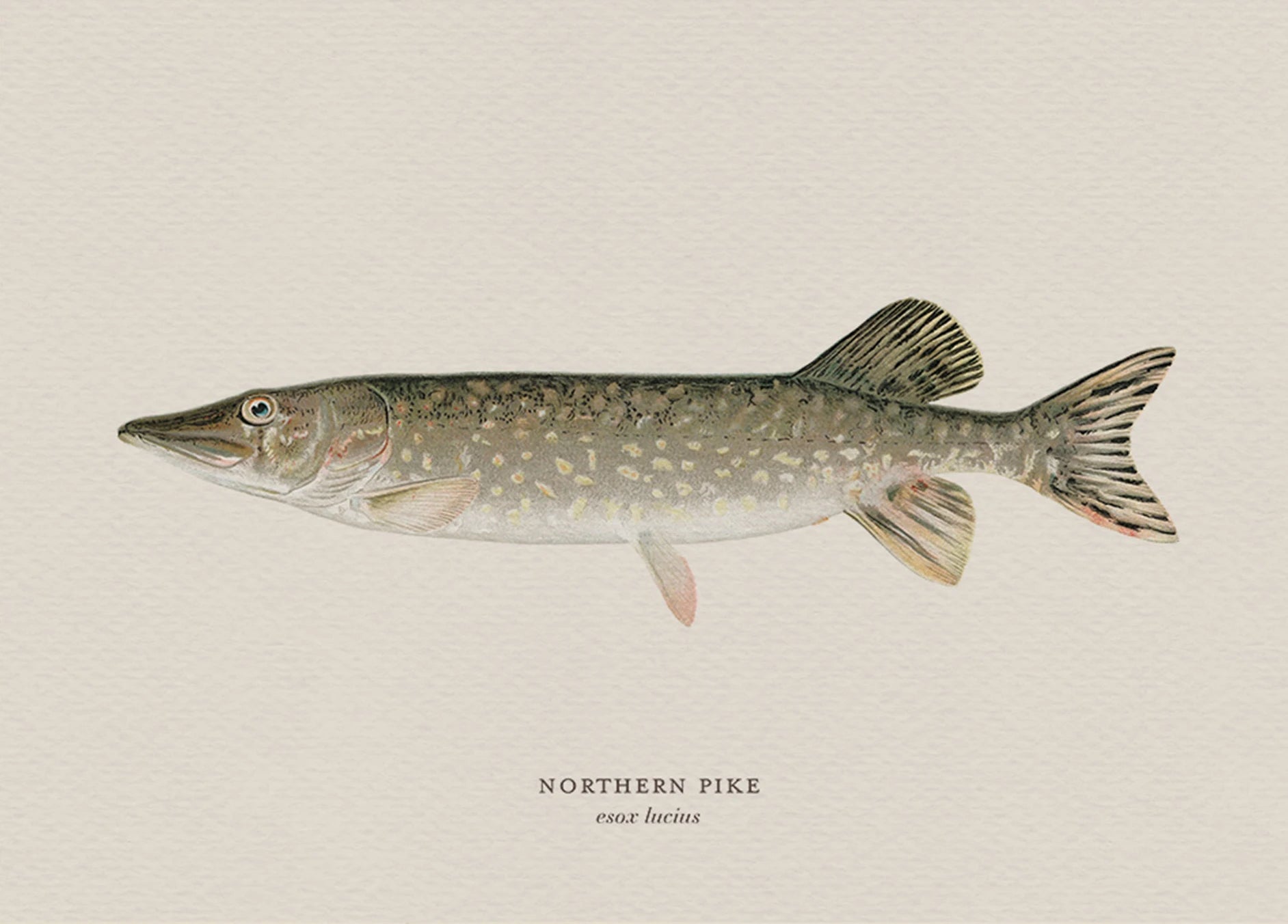 Illustration of a northern pike on a beige background