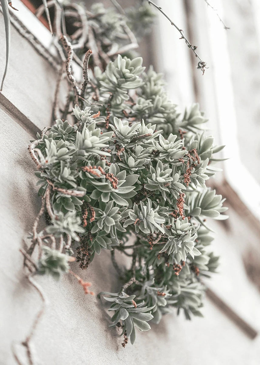 Close-up of a succulent plant with a blurred background