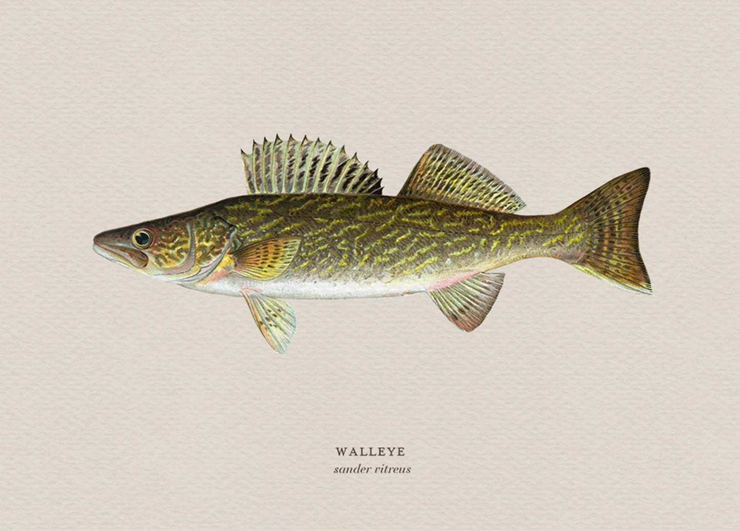 Illustration of a walleye fish on a beige background