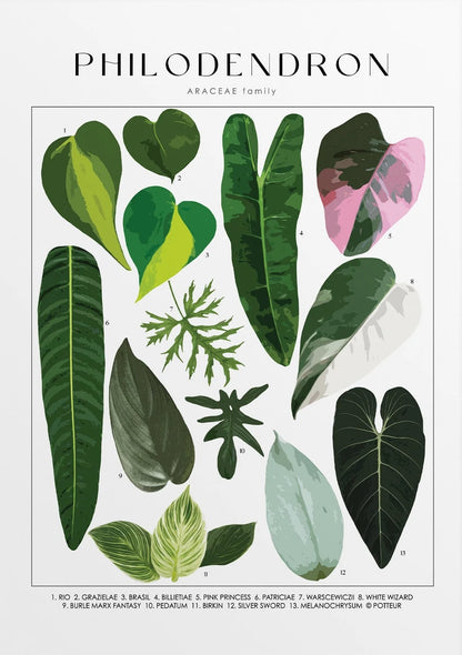 Illustration of various philodendron leaves with labels on a white background