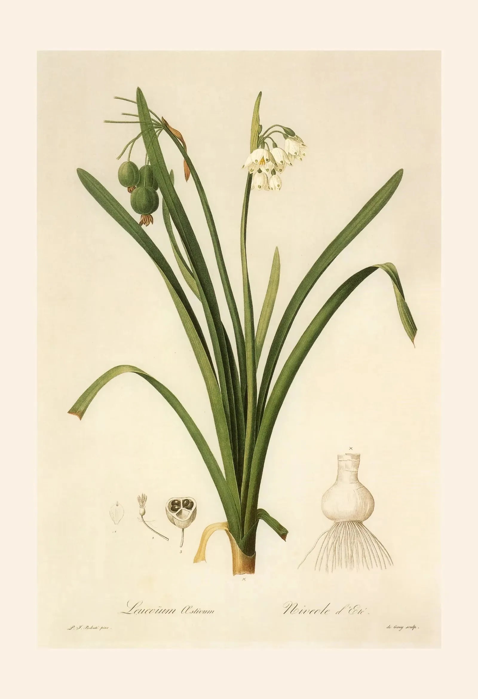 Botanical illustration of a plant with long green leaves and small flowers on a beige background.