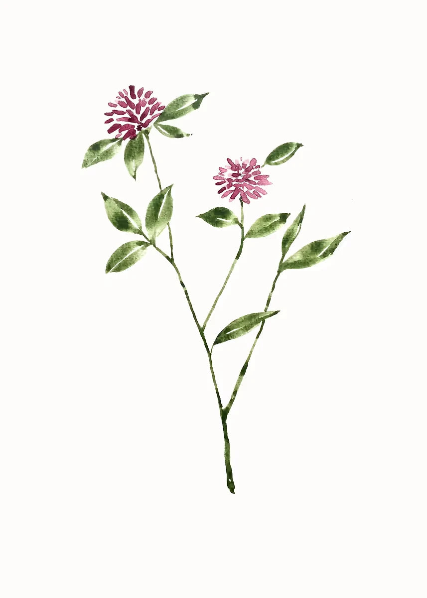 Artistic illustration of a plant with pink flowers on a white background